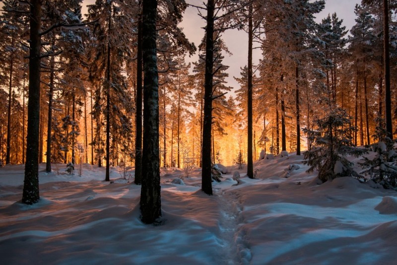 Create meme: winter forest, forest in winter, winter forest 