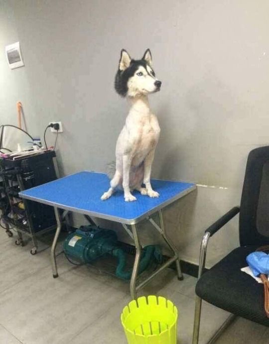 Create meme: never cut a husky, trimmed husky, shorn husky