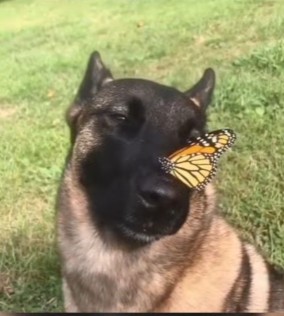 Create meme: a dog with a butterfly, Belgian shepherd, a dog with a butterfly on its nose