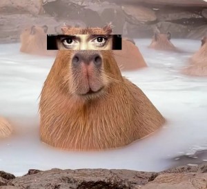 Create meme: the largest rodent is the capybara, capybara meme, a pet capybara