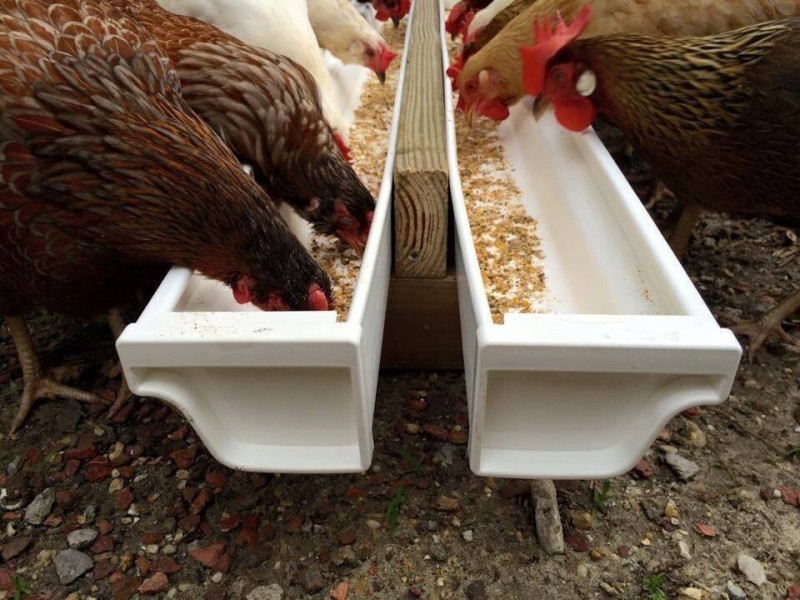 Create meme: feeder for laying hens, feeder for chickens, chicken feeder