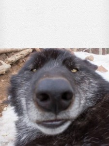 Создать мем: happy wolf, довольный волк, большой волк