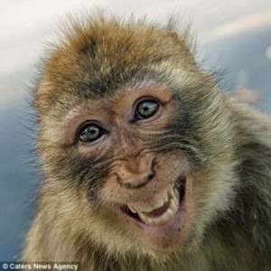 Create meme: Monkey