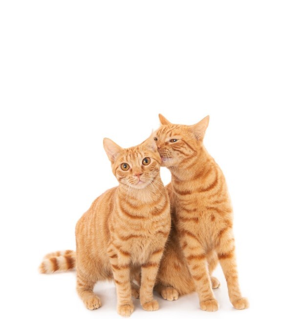 Создать мем: оранжевая кошка, рыжий котенок, рыжий кот