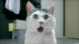 Create meme: funny cats, lolcats, cat in shock