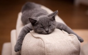 Create meme: cute cats, cat, sleeping cat