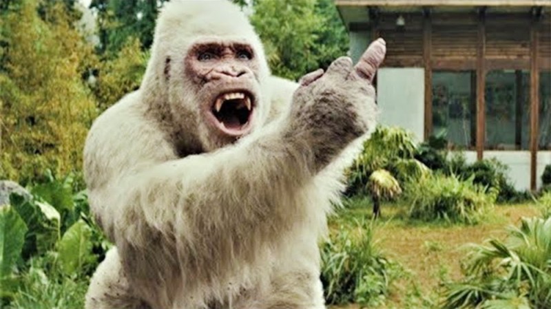 Create meme: white gorilla, gorilla george rampage 2018 movie, rempeydzh