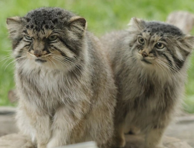 Create meme: wild cat manul, wild cat manul, forest cat manul