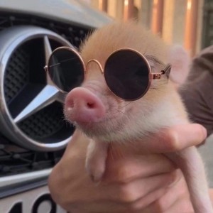 Create meme: preserve, pigs, the pig is cute