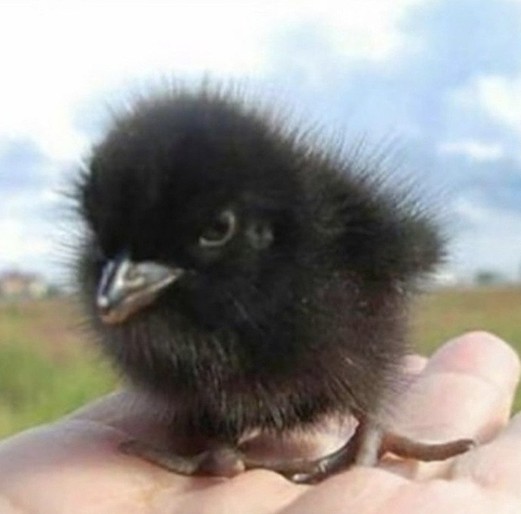 Create meme: The nestling of the corncrake, The little crow is a baby bird, The black chick