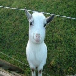 Create meme: goat goat kid, the goat meme, goat
