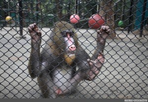 Create meme: lipetsk zoo animals macaque, sukhumi monkey nursery building, sukhum monkey nursery