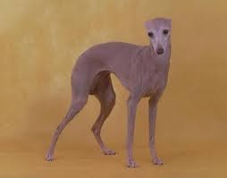 Create meme: breed Italian Greyhound , dog breed Italian Greyhound , Italian Greyhound 