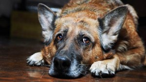 Create meme: German shepherd, the sad shepherd, a loyal German shepherd