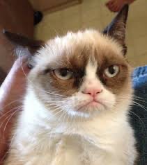 Create meme: grumpy cat meme, sad cat, angry cat