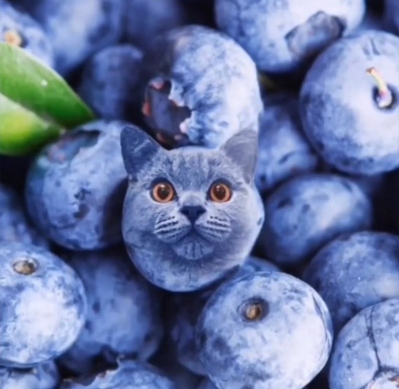 Create meme: blueberries berry, blueberries, blueberries and blueberries