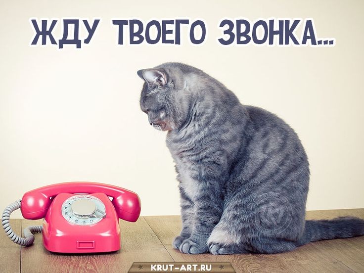 Создать мем: кошка, кошка с телефоном, жду звонка