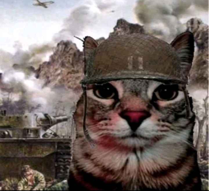 Create meme: cute cats , combat seals, seals 
