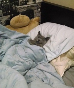 Create meme: the cat crawled under the blanket, the cat is sleeping in blanket, the cat is sleeping under the blanket