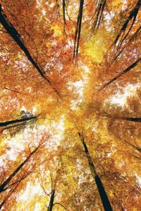 Создать мем: натяжной потолок осень, лес осенью, autumn forest