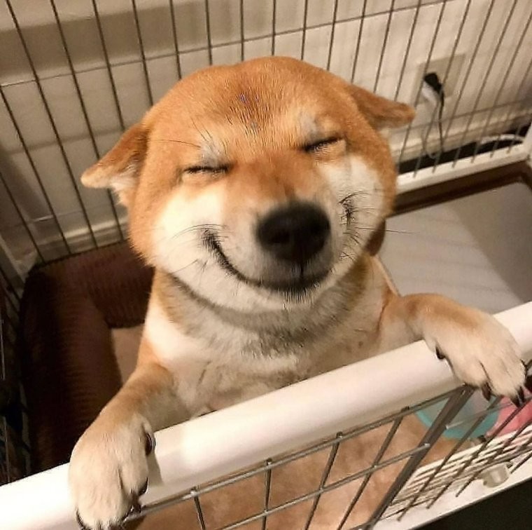 Create meme: dog Ulybka , smiling dog, shiba inu smile