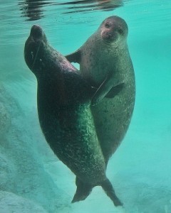 Create meme: marine animals, common seal, marine seal