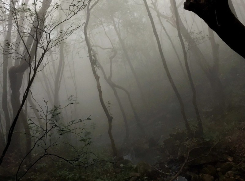 Create meme: forest fog, forest , Zheleznaya mountain Zheleznovodsk trail