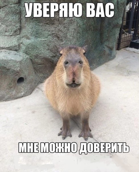 Create meme: capybara meme, a pet capybara, capybaras 