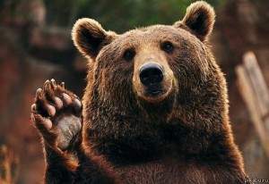 Create meme: bear, animation bear waving his paw, bear smiling pictures