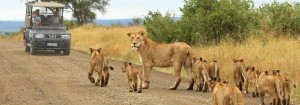 Создать мем: сафари парк крюгер, африка лев, львиный прайд