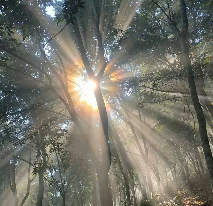Create meme: a ray of sunshine, sun forest, the sun's rays