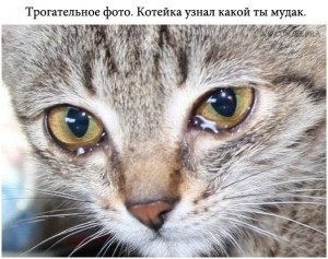 Создать мем: обиженные животные, гноятся глаза у котенка, конъюнктивит у кошек
