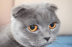 Create meme: British lop-eared cat, Scottish fold cat grey, Scottish fold cat