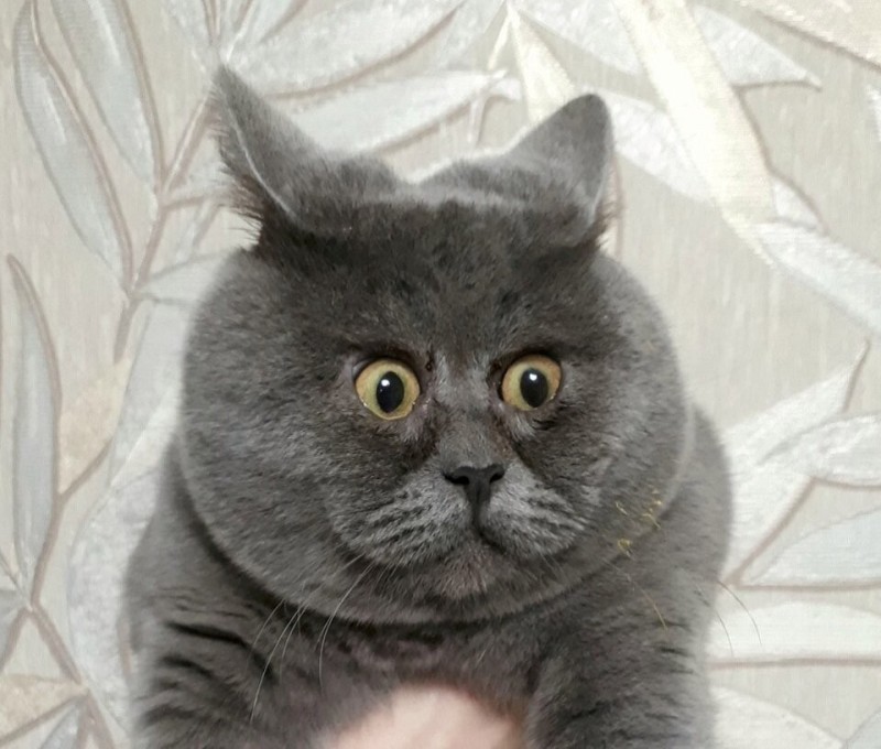 Create meme: Fedya the cat from Rostov, the surprised cat , fedya the cat