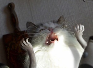 Create meme: yawns, cats, I want to sleep