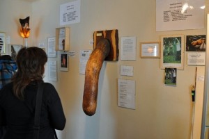 Create meme: the Museum of beauty, Icelandic penis Museum, Icelandic phallological Museum