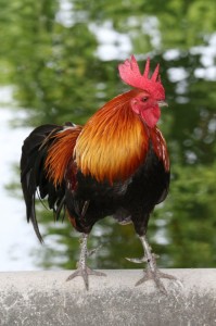 Create meme: beautiful cock, cock normal, losansky cock