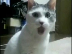 Create meme: funny cat, gif of a cat Oh well, cat