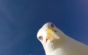 Create meme: meme Seagull, man Seagull, seagull