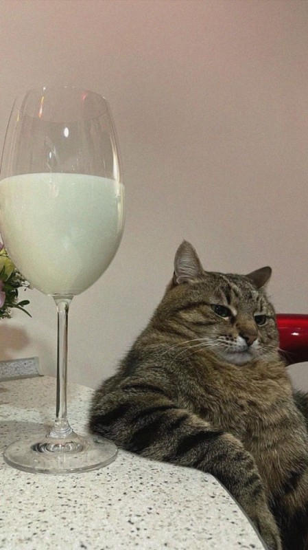 Create meme: stepan the cat, cat with a glass of wine, cat 