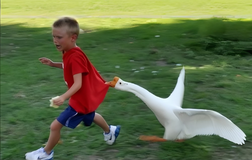 Create meme: geese, aggressive goose, goose attacks