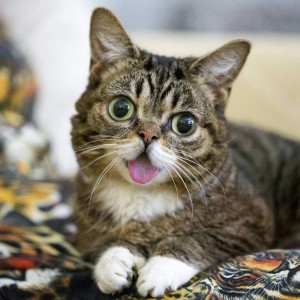 Create meme: cat, Lil bub, cat