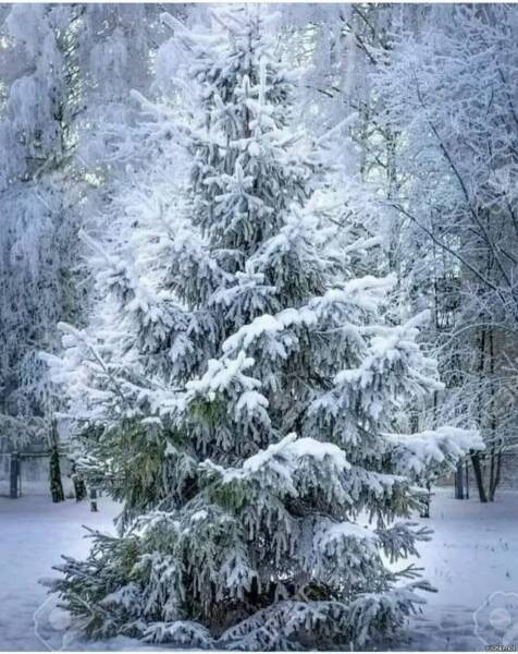 Create meme: spruce in winter attire, pine for the new year, winter tree
