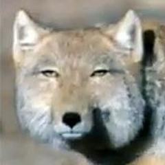 Create meme: tibetan fox, tibetan fox wiki, tibetan fox