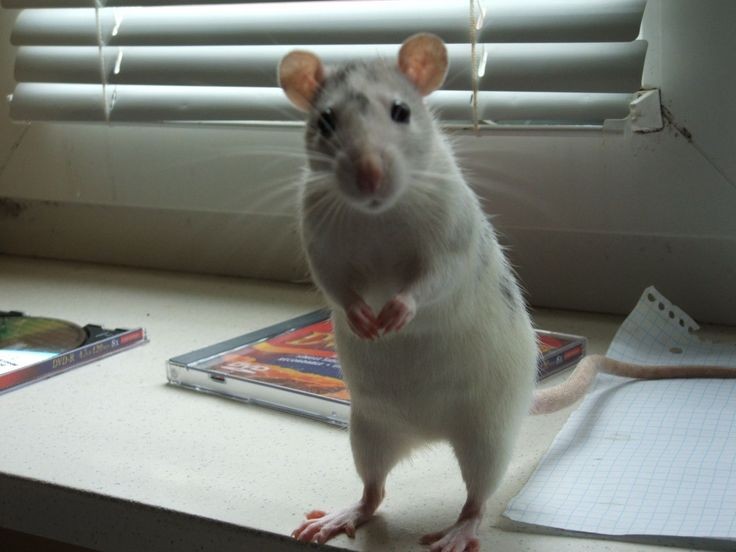 Create meme: rat Dumbo, decorative rat dumbo Rex, rat Dumbo albino