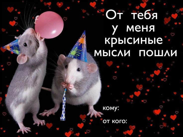 Create meme: rat , Happy birthday rat, rat girlfriends