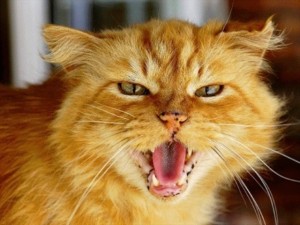 Create meme: angry cat, red cat, cat