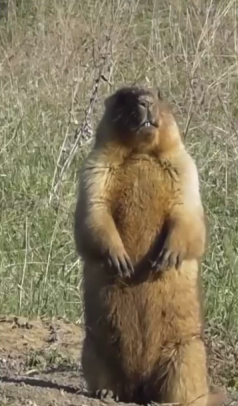 Create meme: marmot bobac, steppe marmot, big gopher baibak