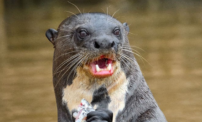 Create meme: otter , the giant otter, Brazilian otter