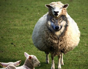 Create meme: evil, sheep meme, sheepskin